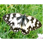 Marbled White galathea 15 eggs